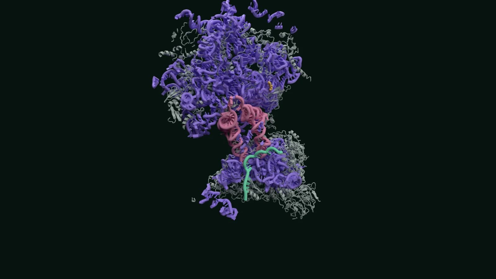 Experimental human ribosome shown as grey protein cartoons and violet ribosomal RNA, with mint mRNA and pink transfer RNAs exposed in a cutaway.